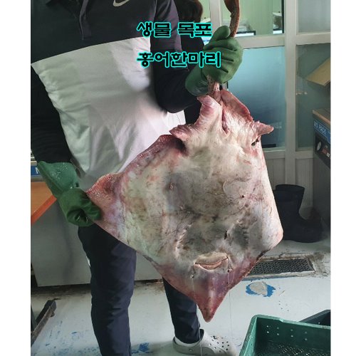 신안 암치 홍어 5kg 한마리 숙성 손질유무 옵션선택 : 어부의텃밭