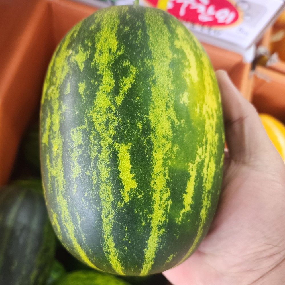 개구리참외 파파야멜론 메론 매론 3kg, 1개 : 아용상점