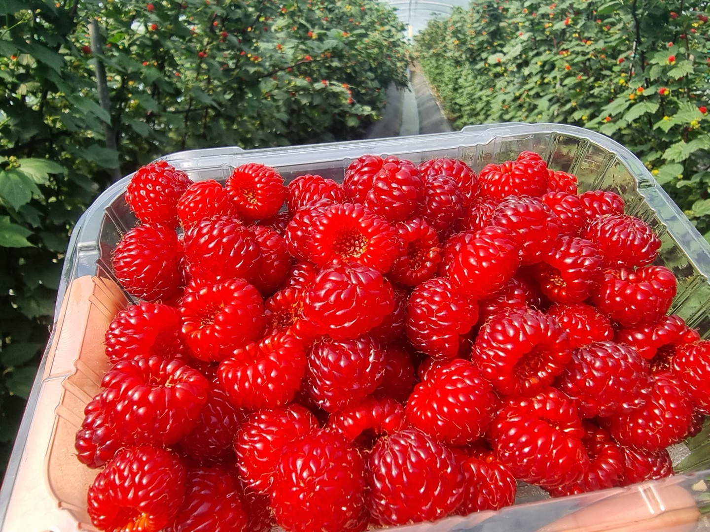 2025 햇 산딸기 철 제철 250g 1kg 생과 : 푸달마켓