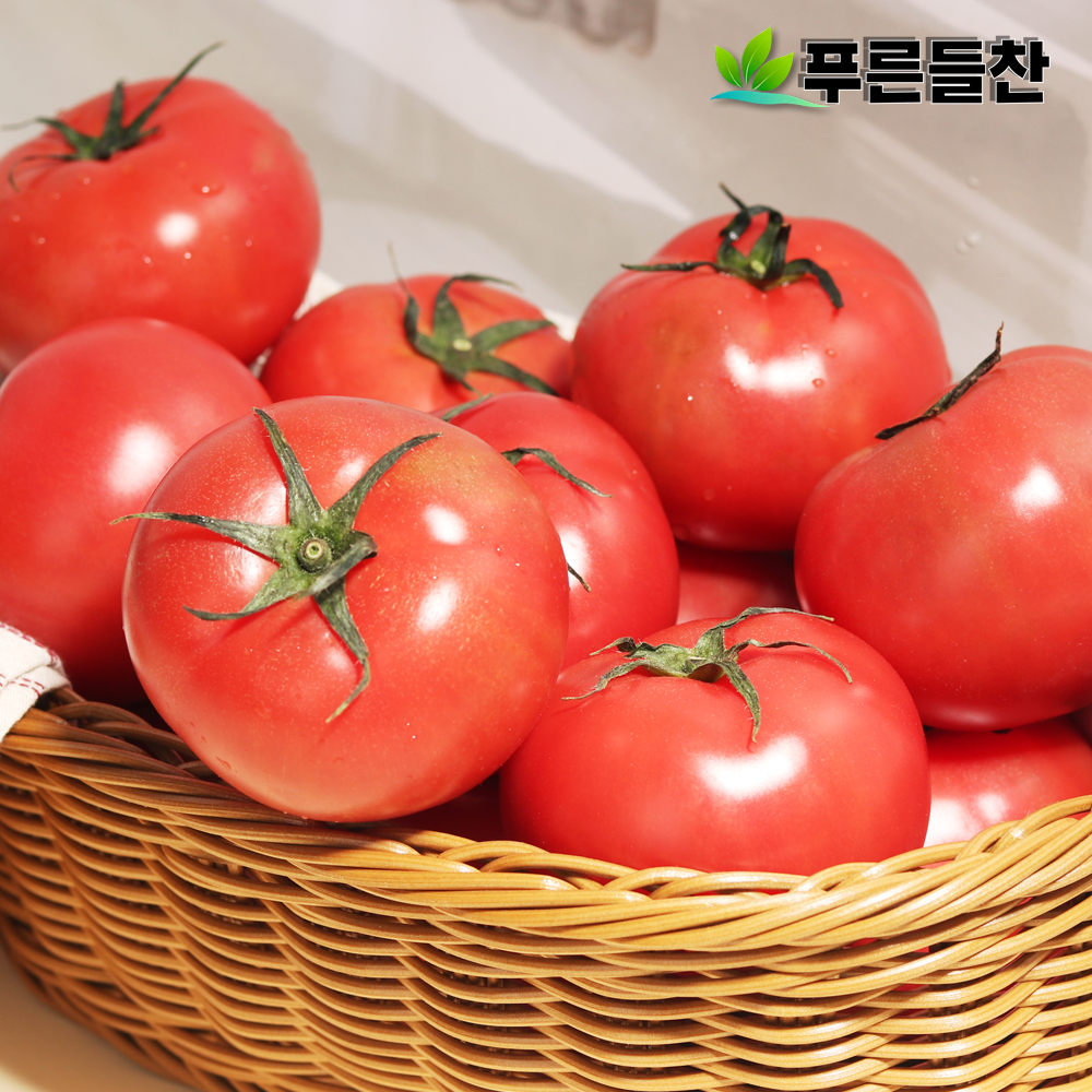 당일수확 탱글한 토마토 완숙 토마토 5kg1-3번 중대과 : 푸드예찬