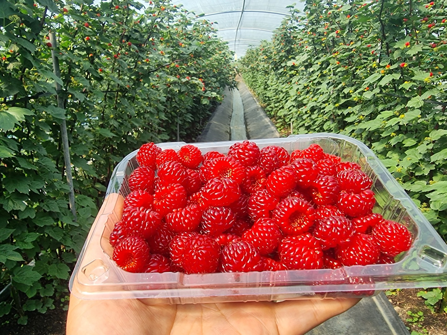 2025 햇 산딸기 철 제철 250g 1kg 생과 : 푸달마켓