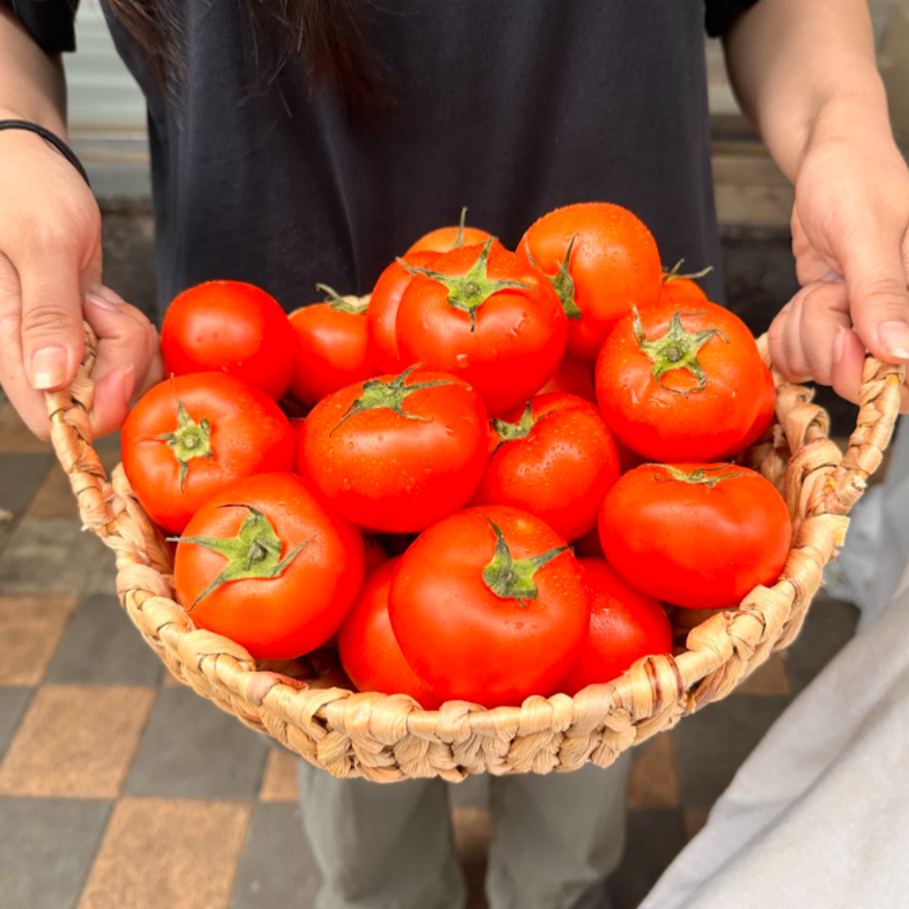 완숙 토마토 3kg, 5kg, 대저 토마토 제철 토마토 : 솜씨농가