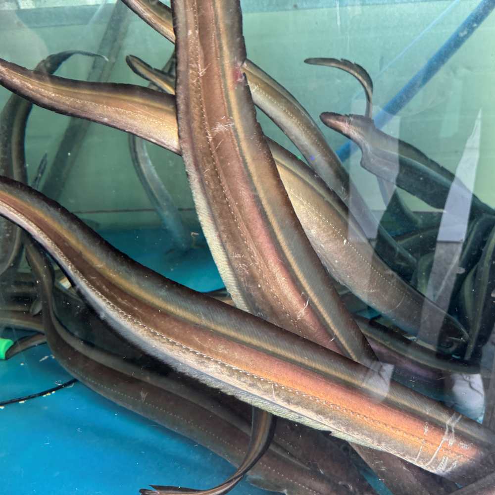 고흥 하모회 갯장어회 하모샤브샤브 원물 1kg 여름 몸보신 보양식 음식 : 시엘리 마켓