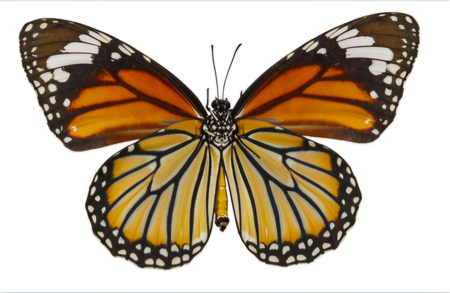 별선두리왕나비 표본Danaus genutia Common Tiger 곤충 표본 나비 : 자연속 친구들