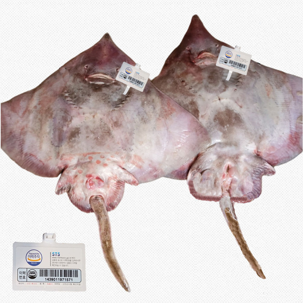 전라도 목포 생물 흑산도 홍어 한마리 약 8kg 암치 암놈 암컷/피로연 잔치음식 행사용 캠핑용 2대째 홍어 달인 : 전라도김치강진묵은지