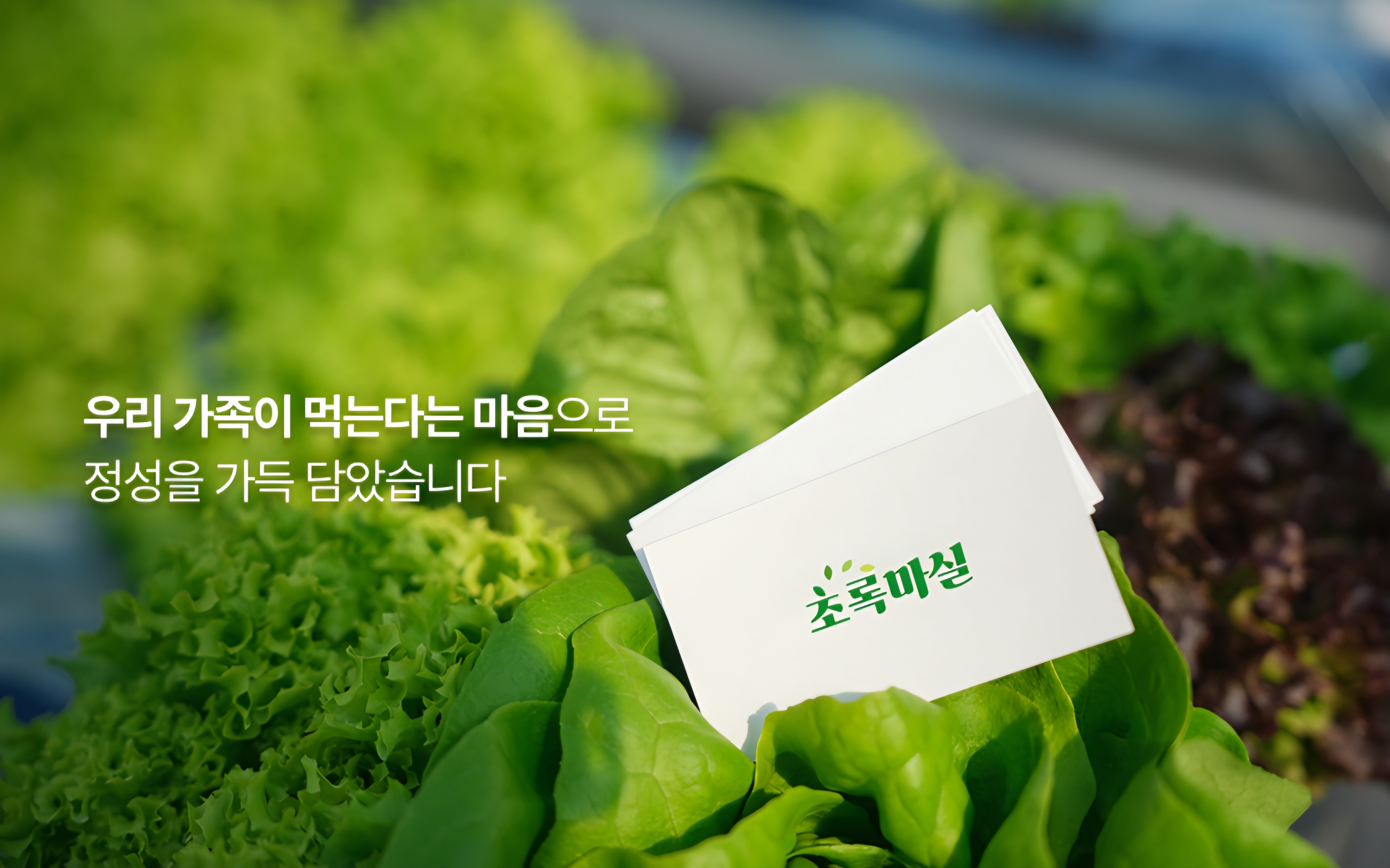 초록마실 유러피안채소1KG 8종류 유럽 샐러드 쌈채소 유럽상추 버터헤드 카이피라 로메인 : 초록마실농장