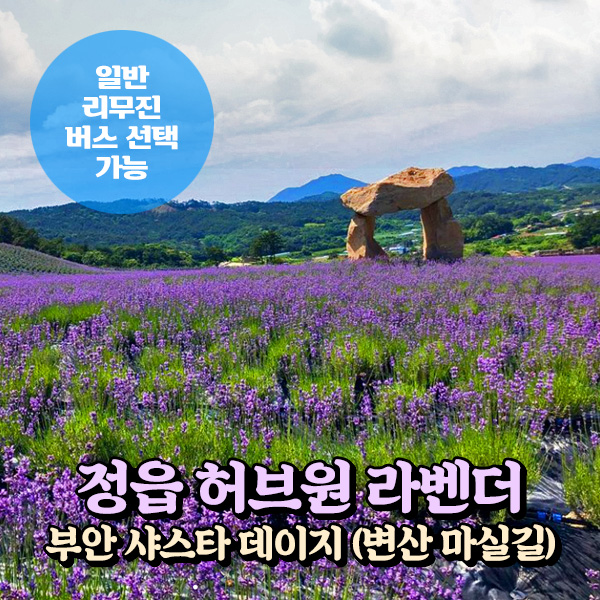 [전북] 정읍 허브원 라벤더축제+부안 샤스타데이지+샘고을시장 당일여행(일반/리무진버스 선택) 서울경기出 : 파랑새투어