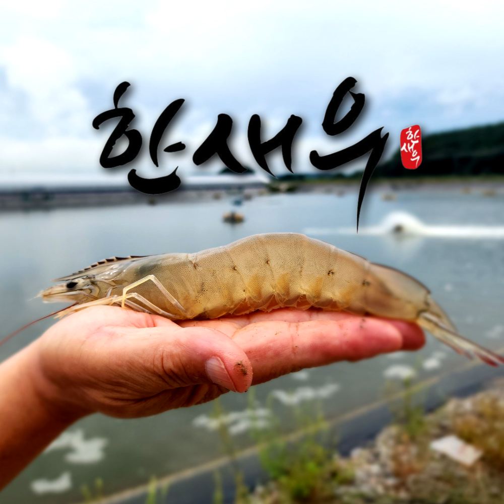 한새우(양식새우/왕새우) : 참살이 웰빙 수산