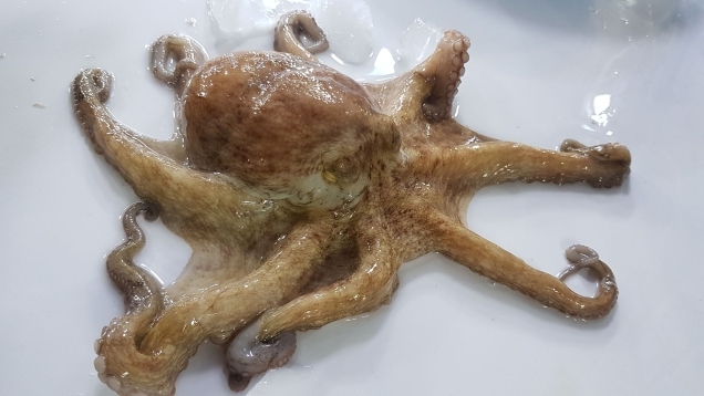 청정지역 전라남도 완도에서 자라난 돌문어입니다. 1kg, 1개 : 목포뻘낙지 신안수산
