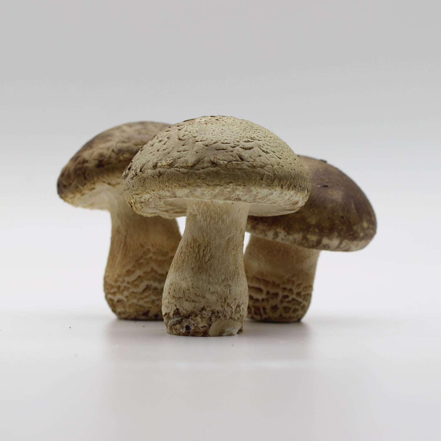 송화고 버섯 실속형 1kg 2kg 의성 선보 : 선보