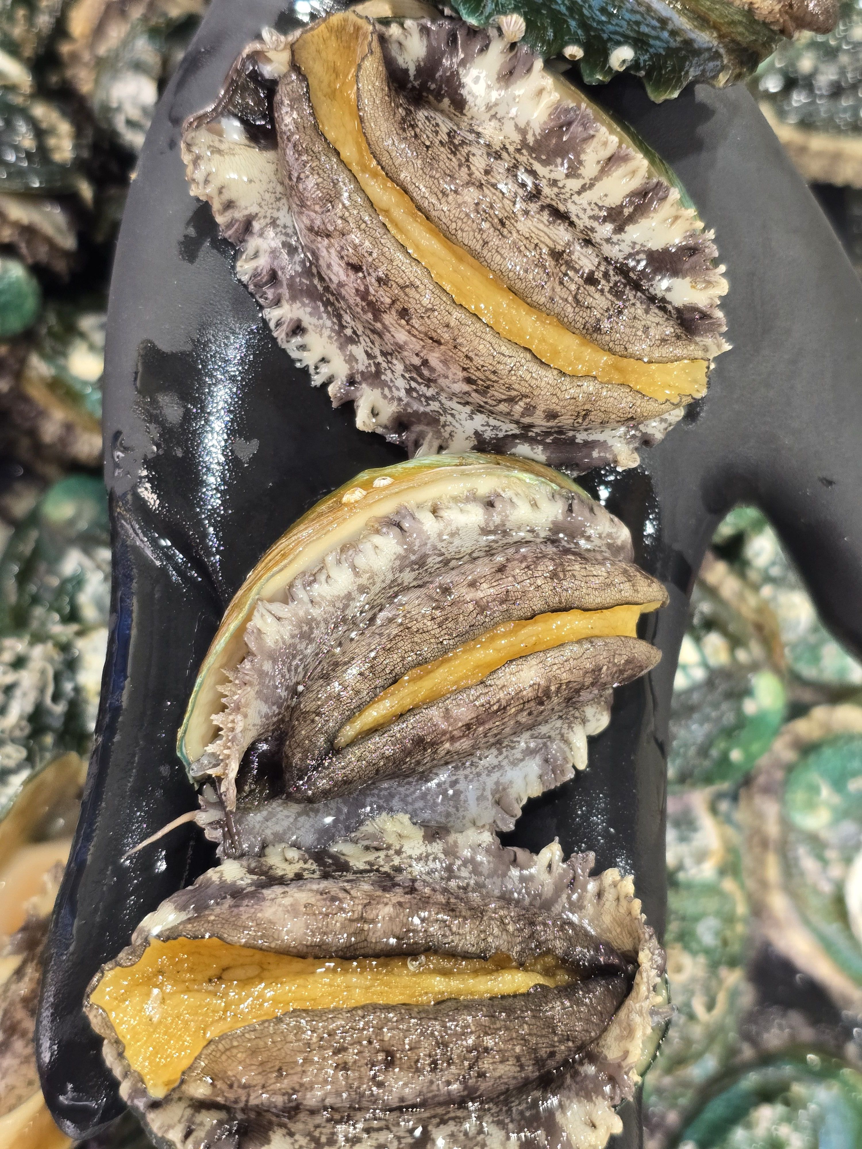 살아있는 완도 활전복 소 1kg 24-27미 : 해진이네농수산