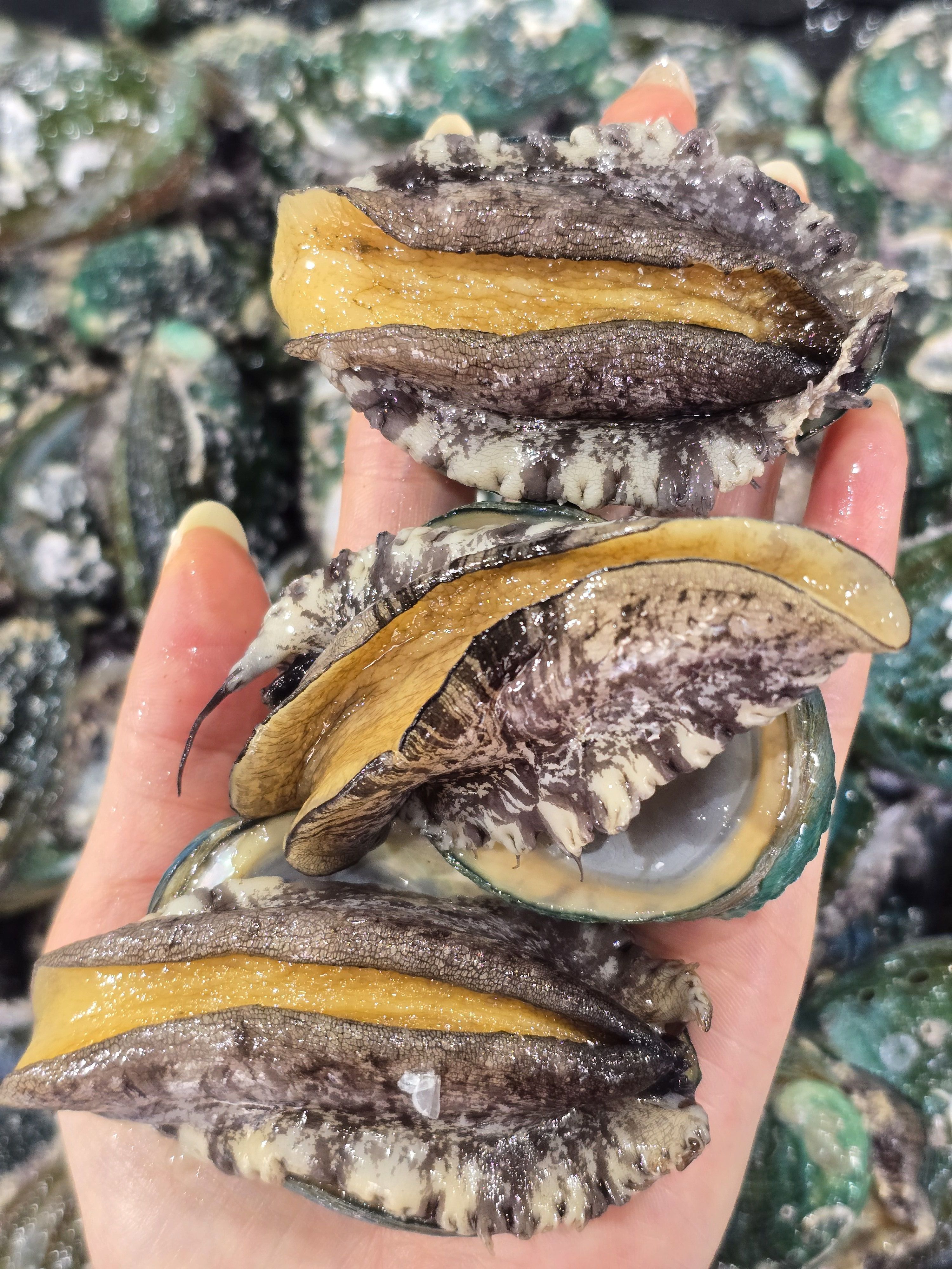 살아있는 완도 활전복 소 1kg 24-27미 : 해진이네농수산