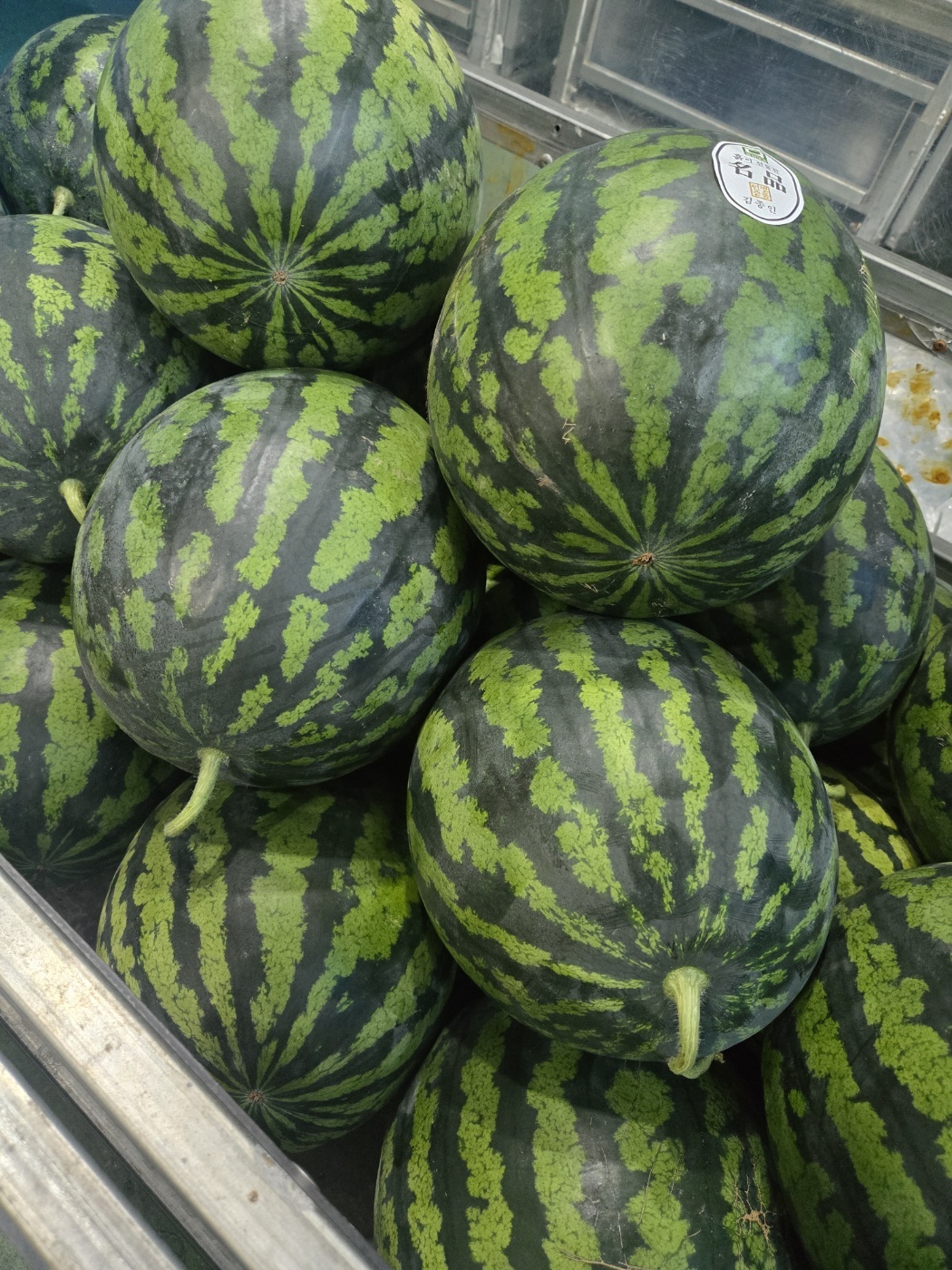 달디단 하우스 수박 7-8kg 내외 : 과일소담촌하남점