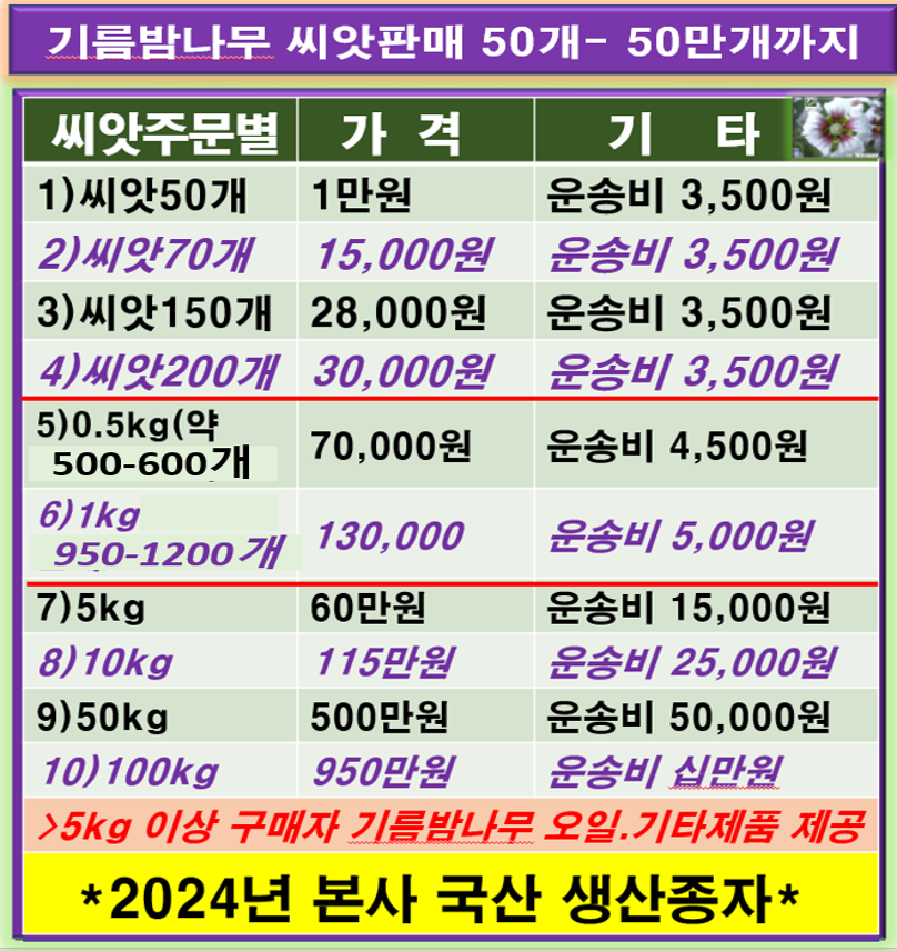 칼라기름밤나무(현재 3종류재배중 2년후부터 판매) : 기름밤나무의 메카