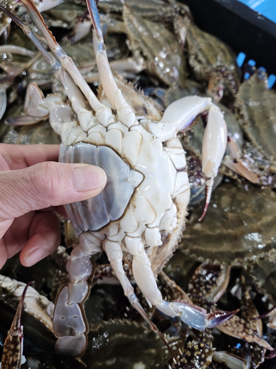 서해안 제철 알배기 암꽃게 1kg : 통영은정수산