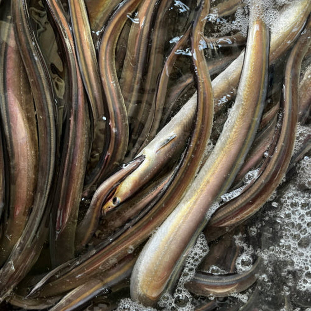 하모 샤브샤브 갯장어 붕장어 여수 바다장어 캠핑 손질장어 300g : 안녕하농수산