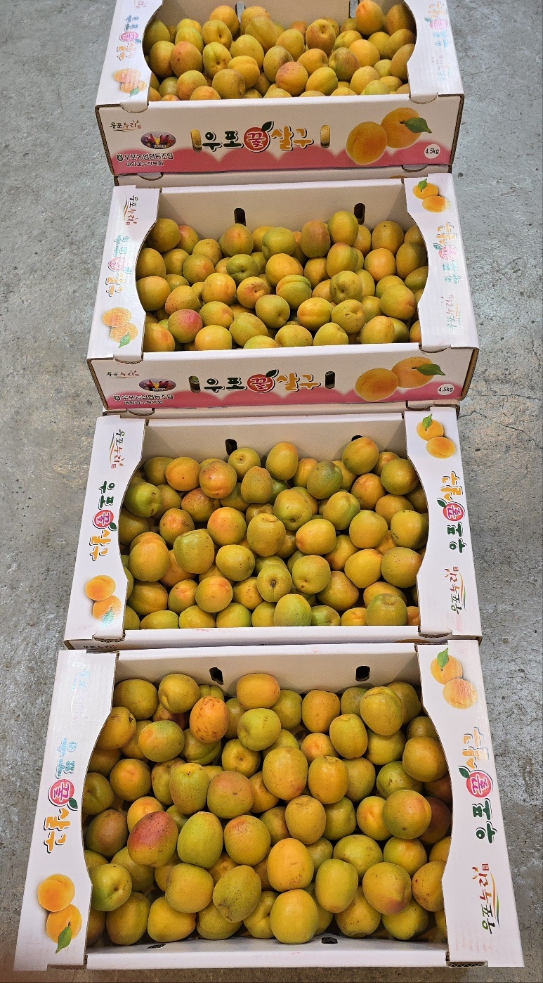 햇살구 노지 새콤달콤 프리미엄 하코트 만금 플럼코트 자두 2kg 에스더블유몰 : 에스더블유쇼핑