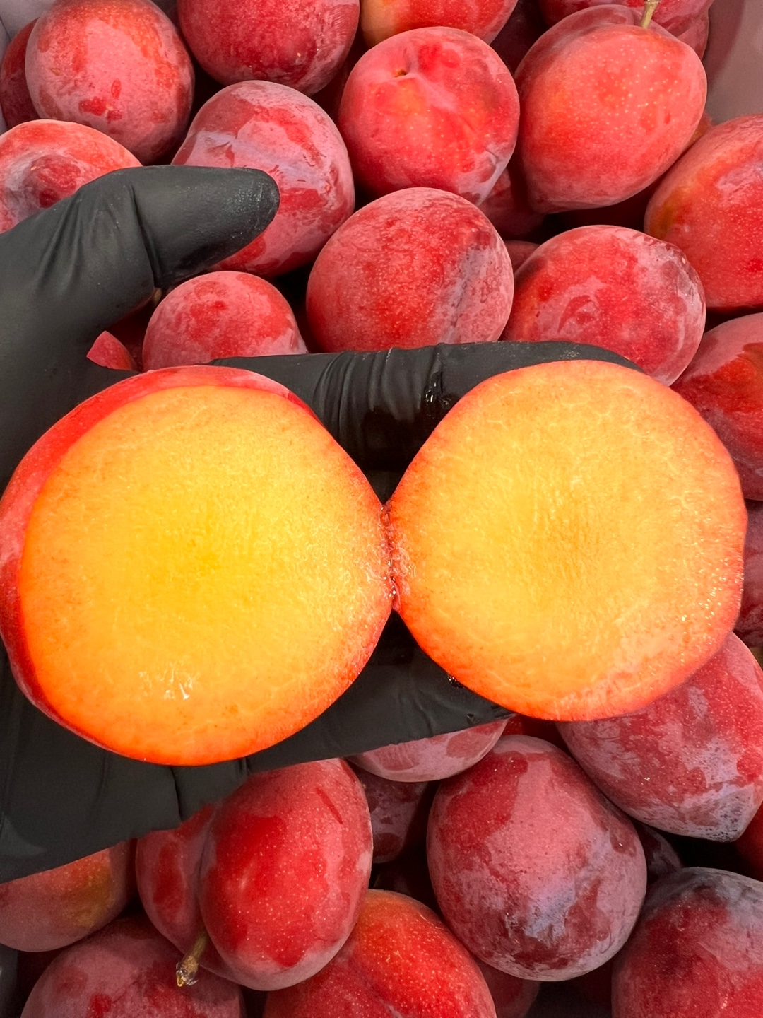 [샤인후르츠] 프리미엄 자두 500g 1kg 1.5kg / 정상 로얄대석 후무사 솔담 도담 피자두 추희 : 샤인후르츠