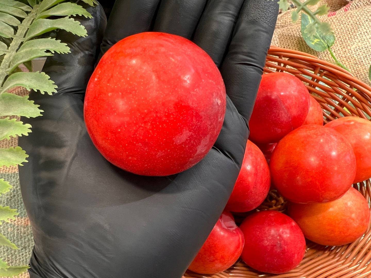 [샤인후르츠] 프리미엄 자두 500g 1kg 1.5kg / 정상 로얄대석 후무사 솔담 도담 피자두 추희 : 샤인후르츠