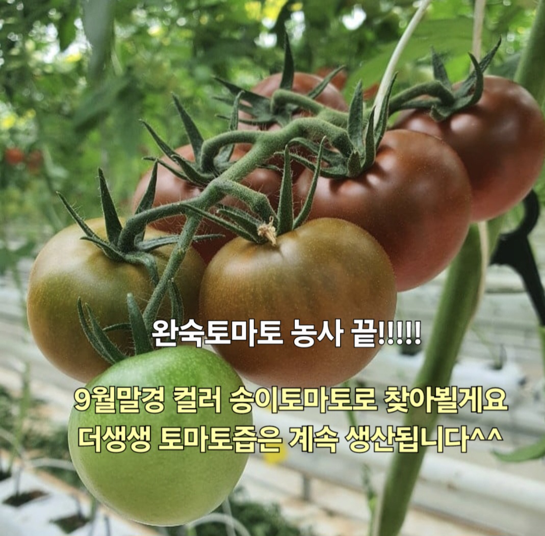 3kg [더생생] 산지직송 직접키운 완숙토마토 김제스마트팜 : 더생생