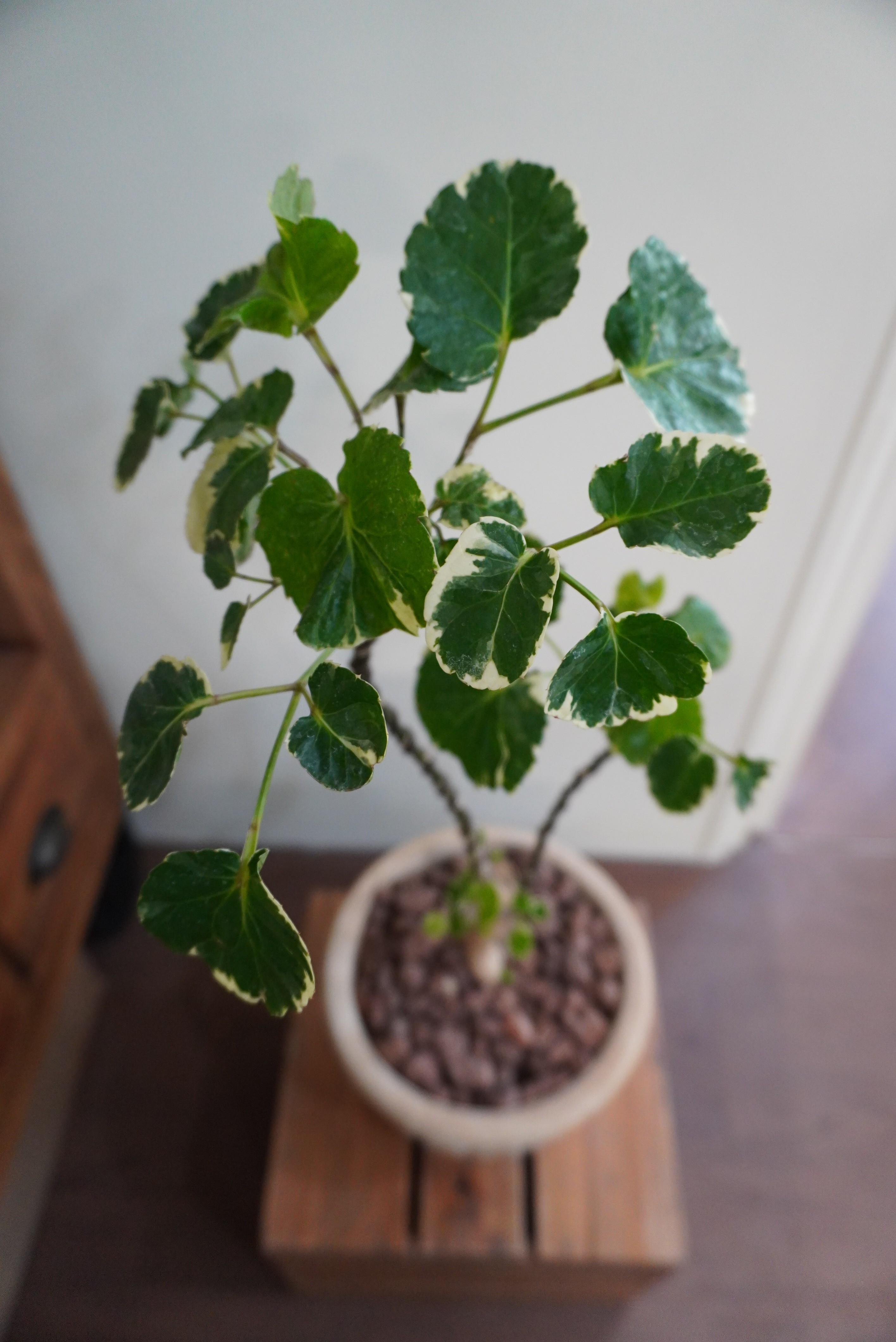 파비앙  파비안느  67cm : GREEN THUMB