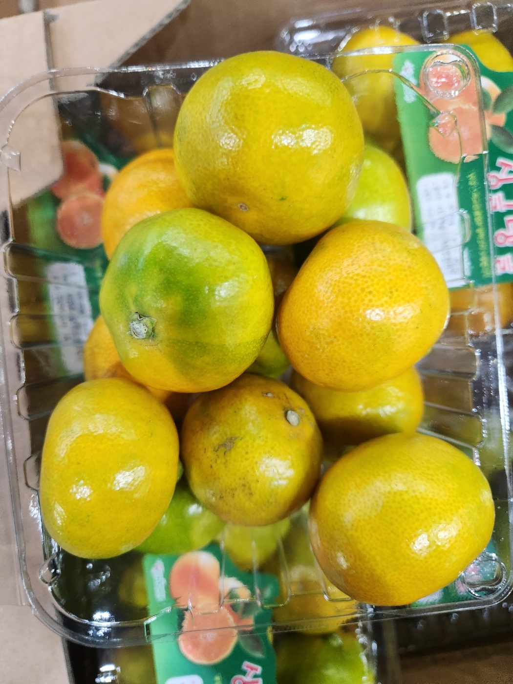 싱글탱글 하우스 귤 500g 팩 : 과일소담촌하남점