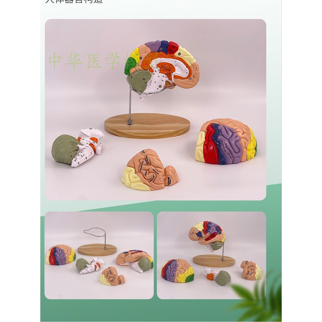교육용 22개 두개골 뇌구조 자료 컬러 병원 미니 단일상품 예술 장 해부 모형 뇌모형 : 데이쓰