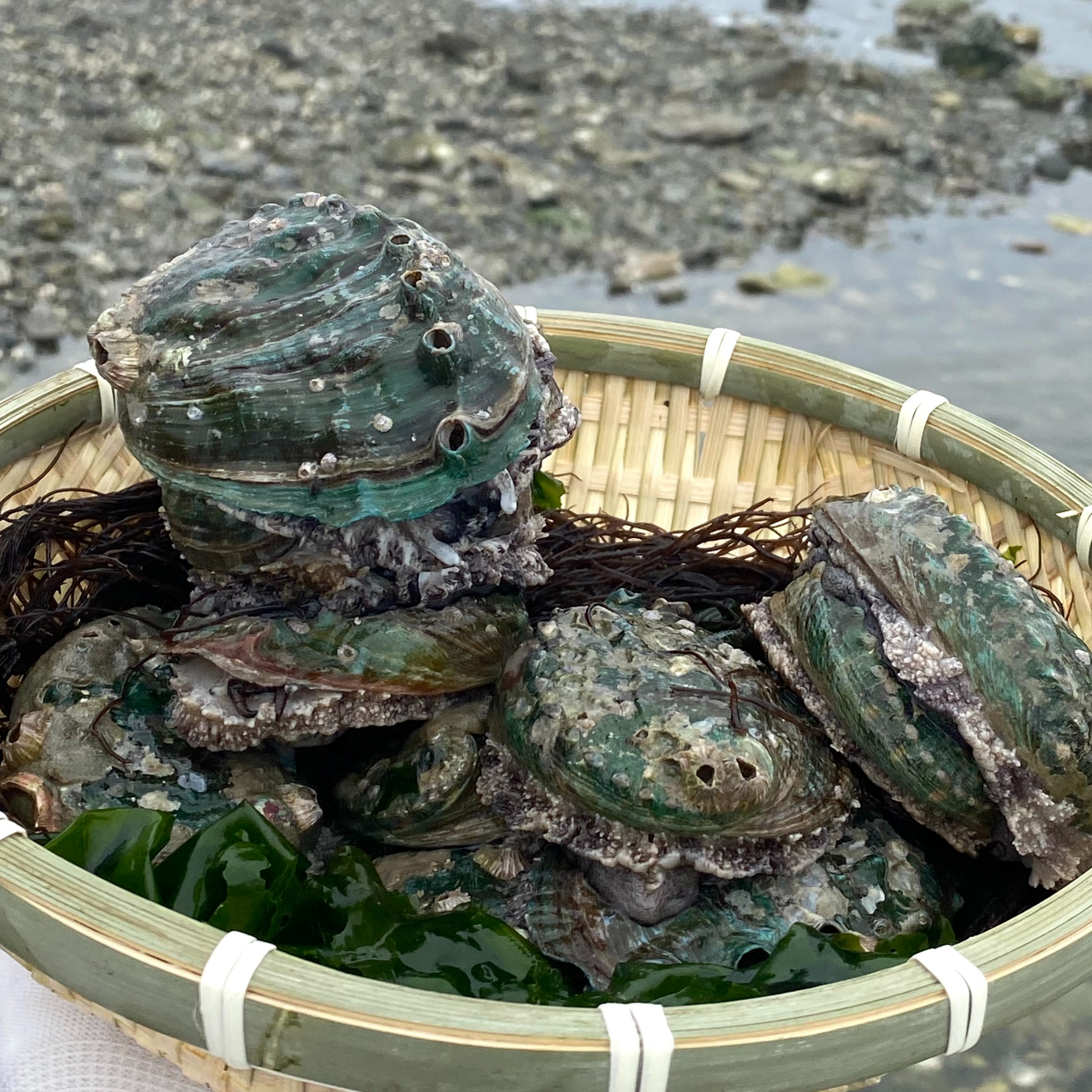 활전복 1kg 전복 특대 특특대 6미부터 산지직송 전복선물세트 완도 국산 : 다해담마켓