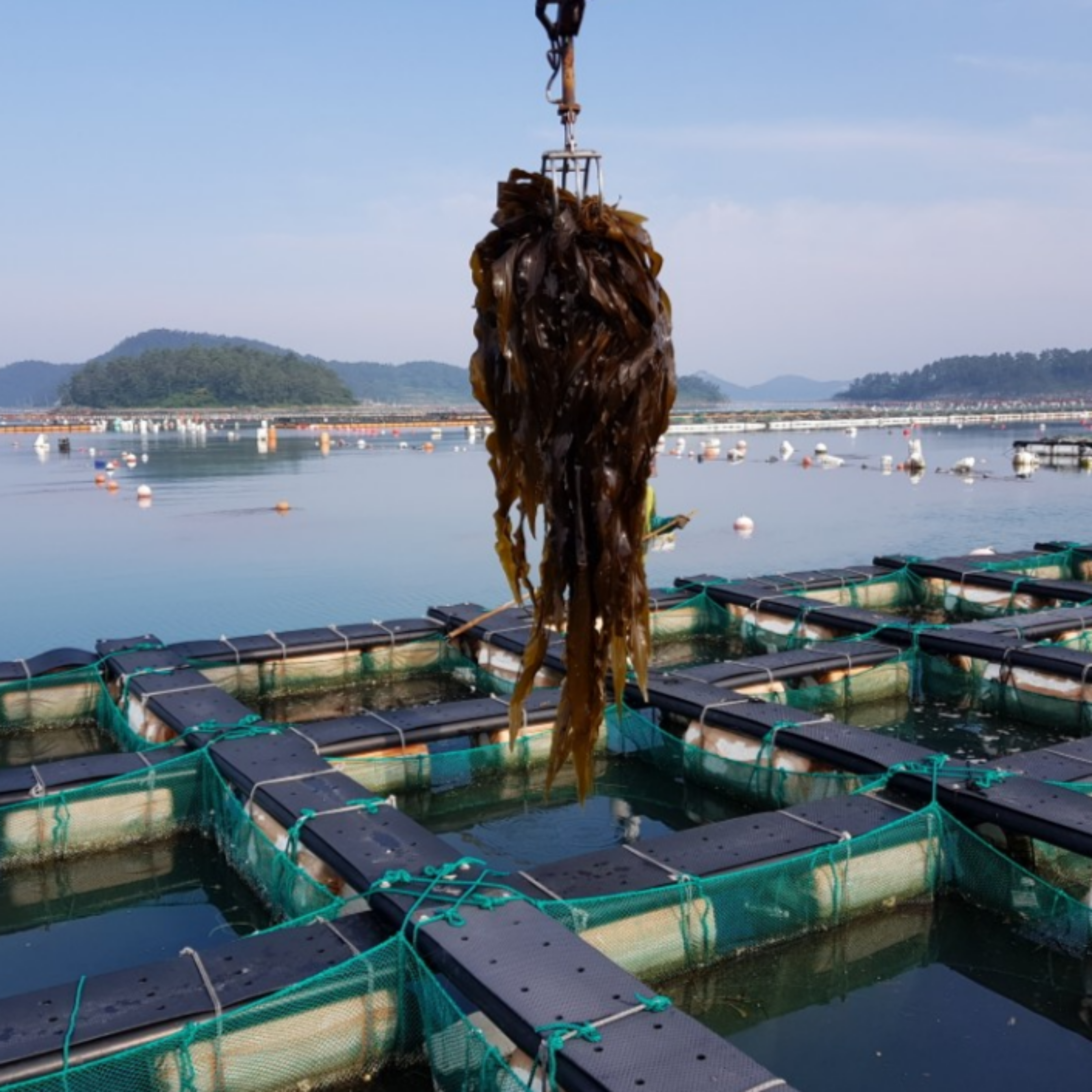 활전복 1kg 전복 특대 특특대 6미부터 산지직송 전복선물세트 완도 국산 : 다해담마켓