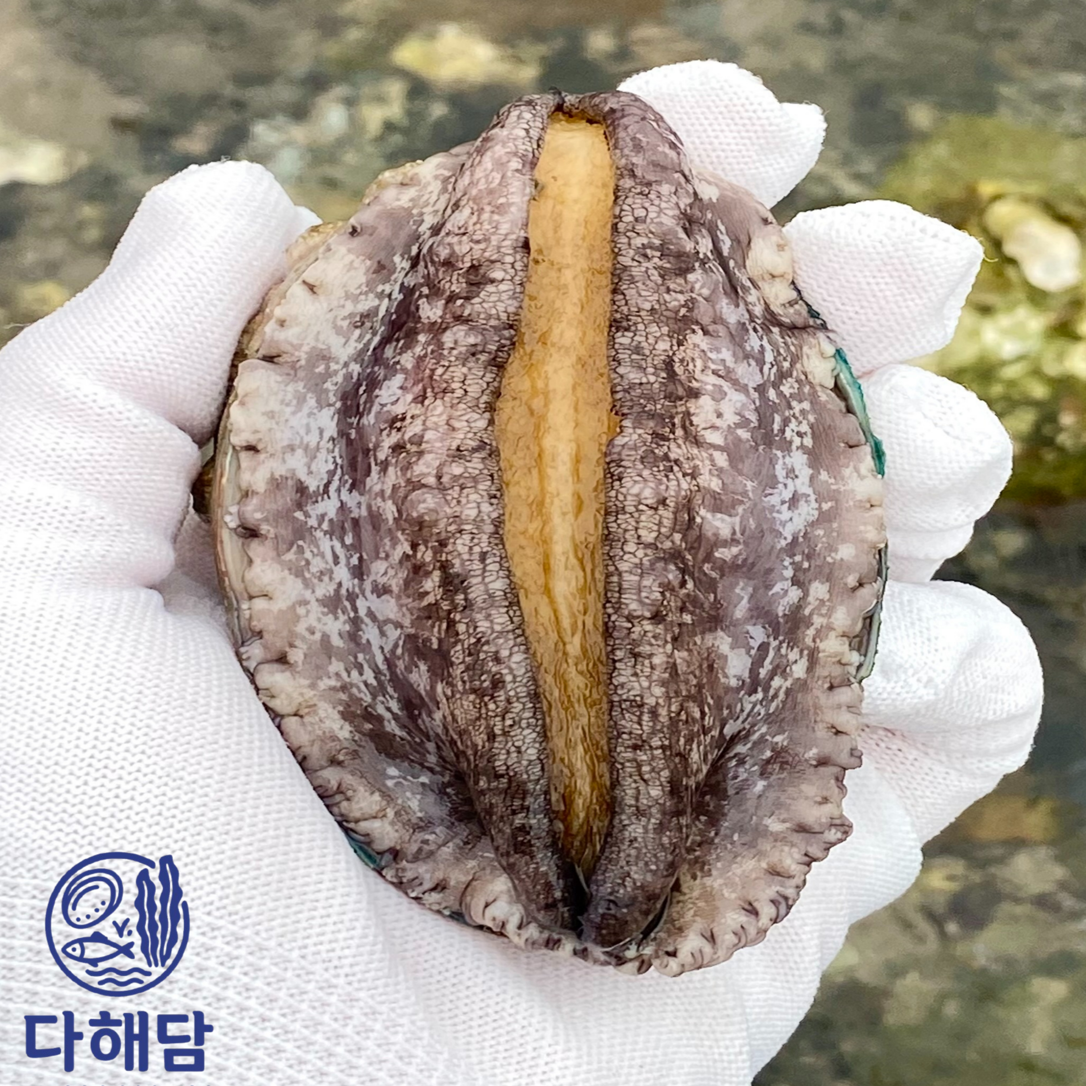 전복선물세트 완도 국산 활전복 1kg 특대 8-9미 산지직송 전복 : 다해담마켓