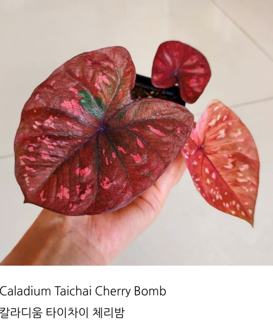 Caladium Taichai Cherry Bomb  칼라디움 타이차이 체리밤 : 태양바라기9