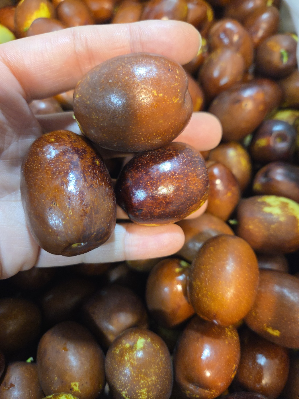 프리미엄 고당도 당도보장 임금님 보은대추 1kg : 백수네상회