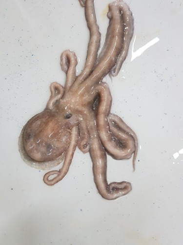 목포뻘낙지